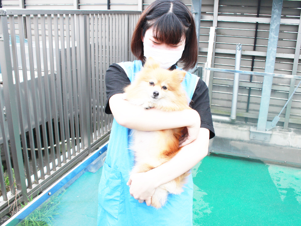 生徒とモデル犬が大好きなドッグラン♪